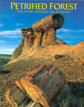 PETRIFIED FOREST: the story behind the scenery. 