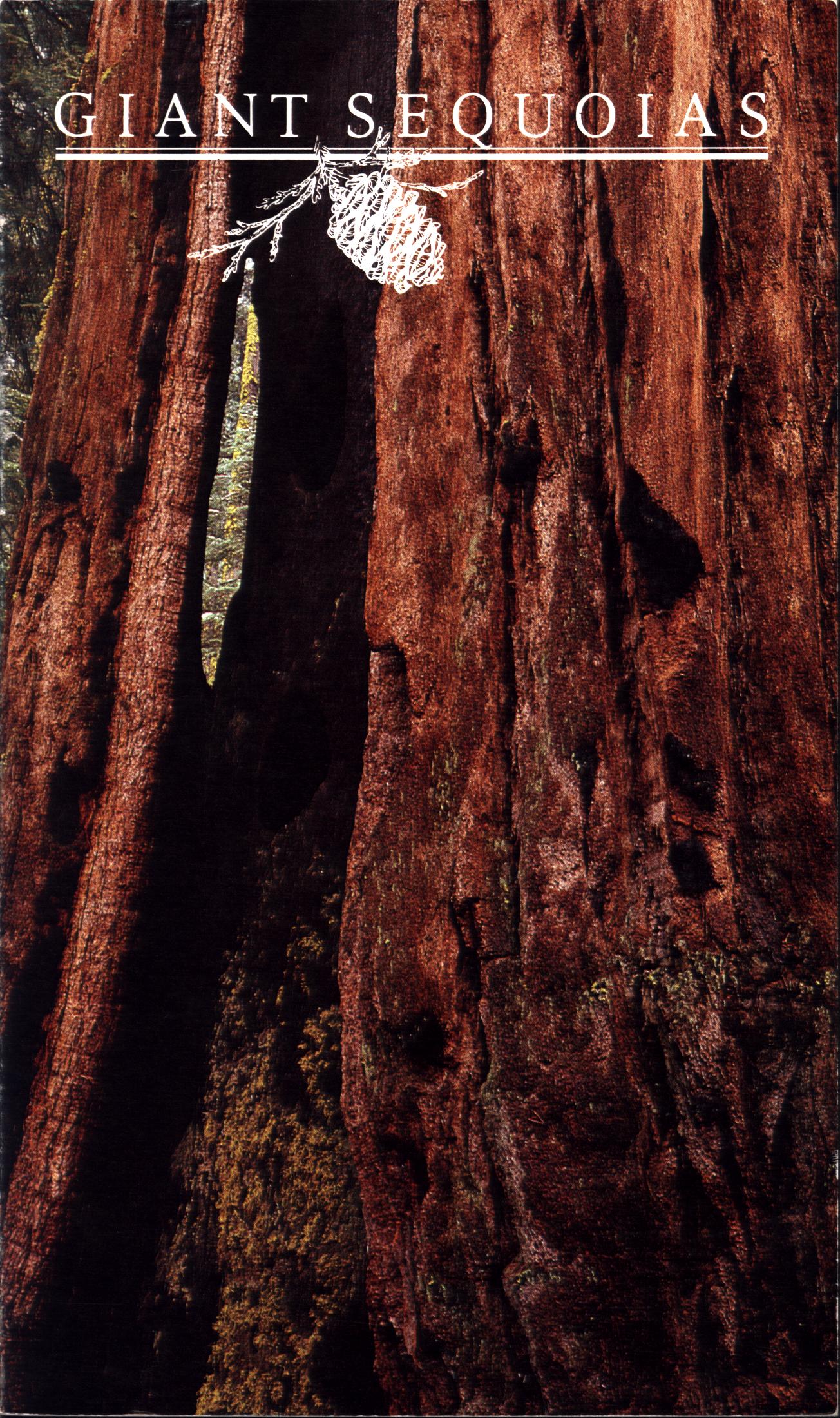 THE GIANT SEQUOIA.