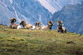 bighorn sheep