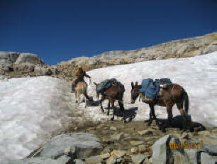 High Sierra horsepacking